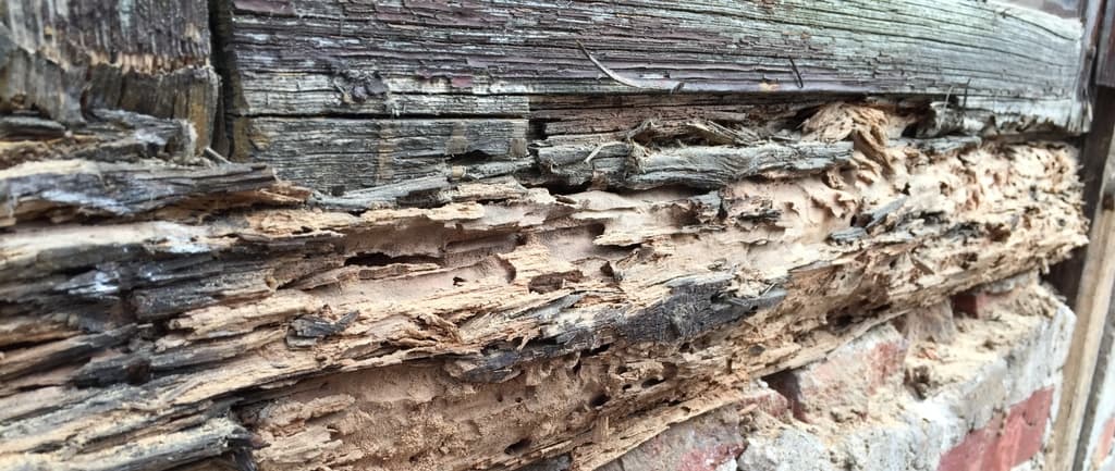 drewno zniszczone przez szkodniki
